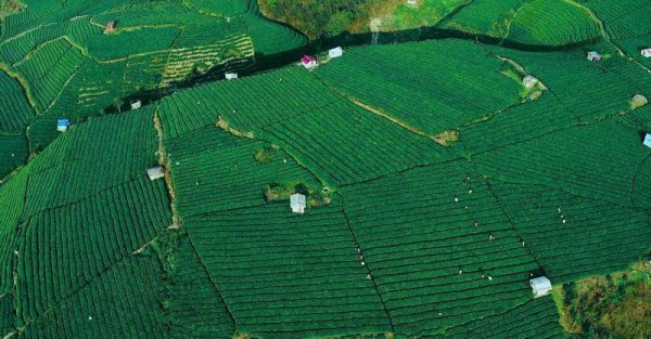 策略通 贵州贵定：一片茶叶与一颗刺梨的“黄金联姻”