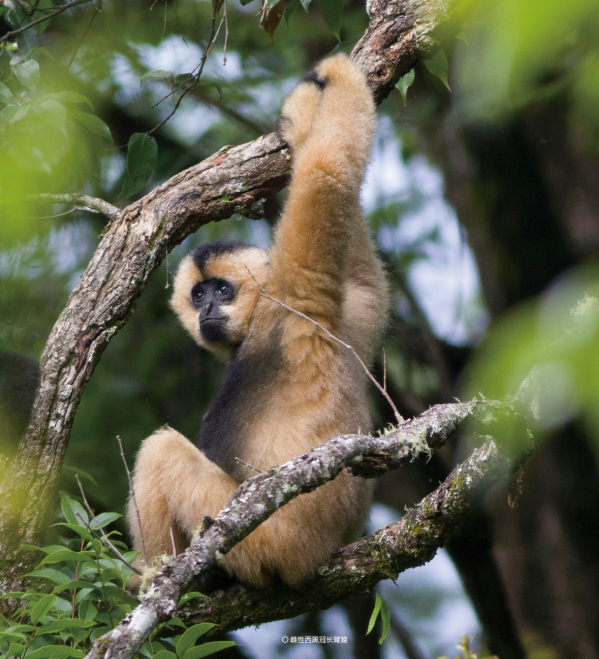 维嘉优配平台 胳膊当腿用，还能健“步”如飞？
