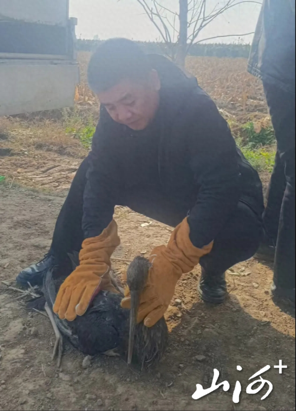 配资盘 受伤一级保护动物黑鹳田间获救