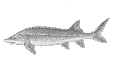 中祥网 追 鲟（上）（人与生物圈）